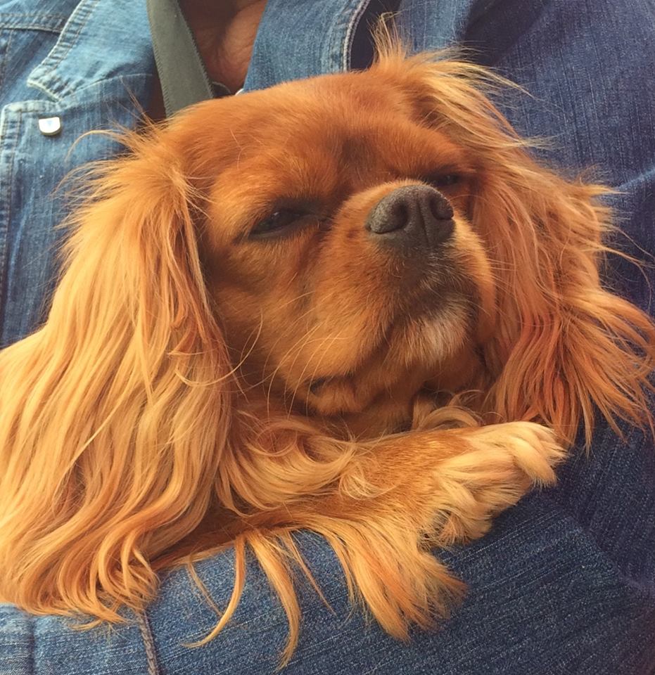 Förhandsvisning av bild