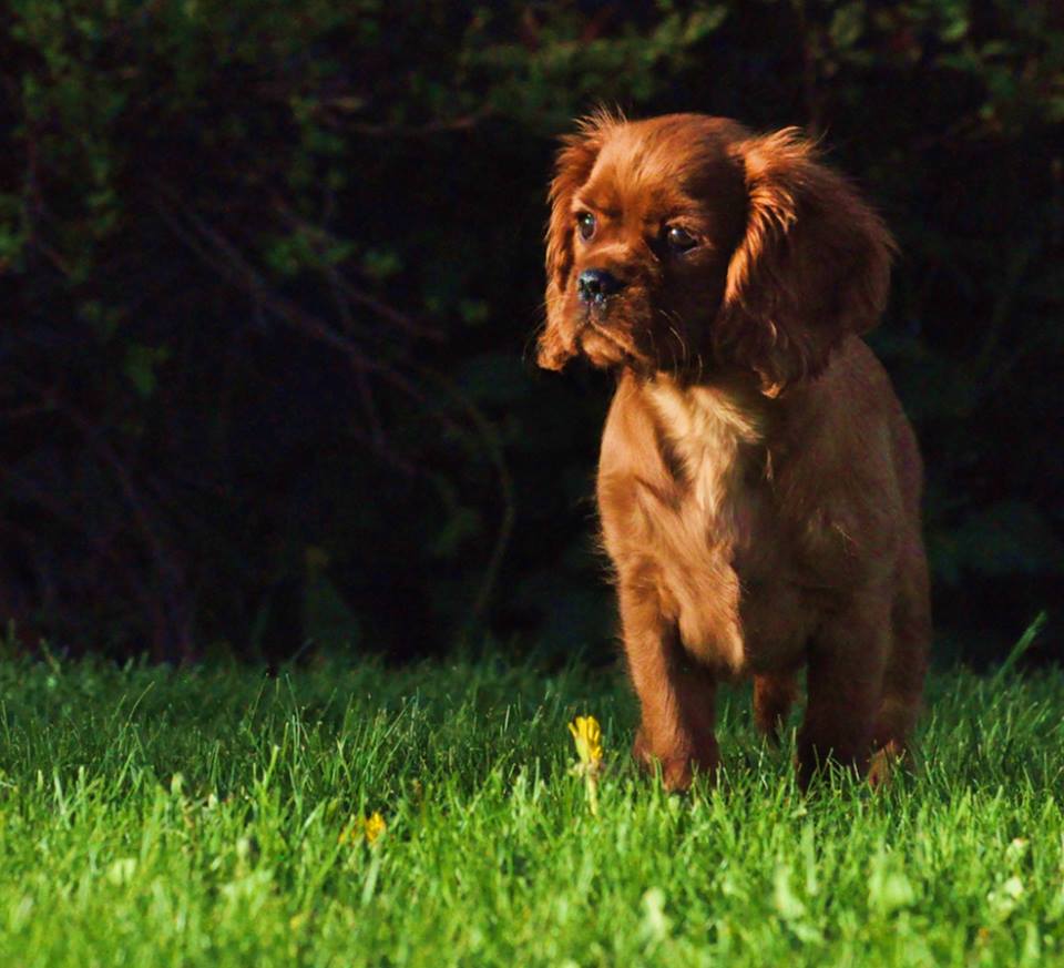 Förhandsvisning av bild