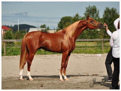 Förhandsvisning av bild