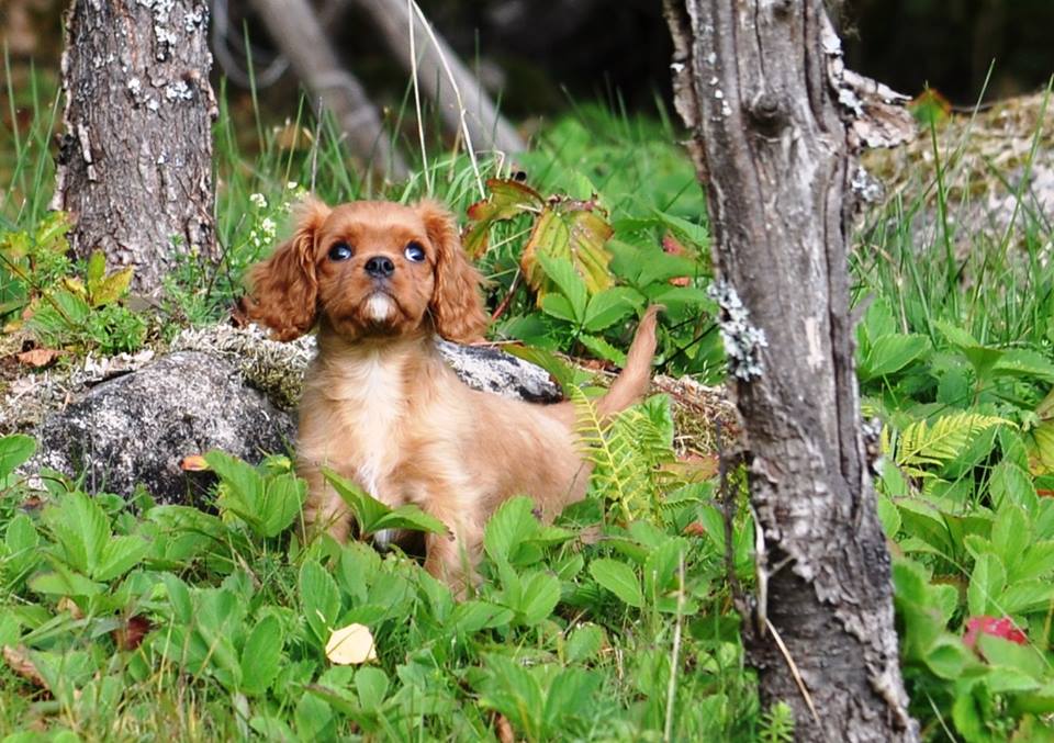 Förhandsvisning av bild