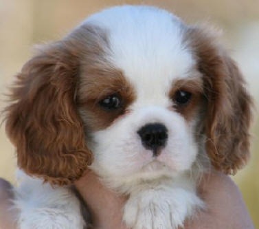 Förhandsvisning av bild