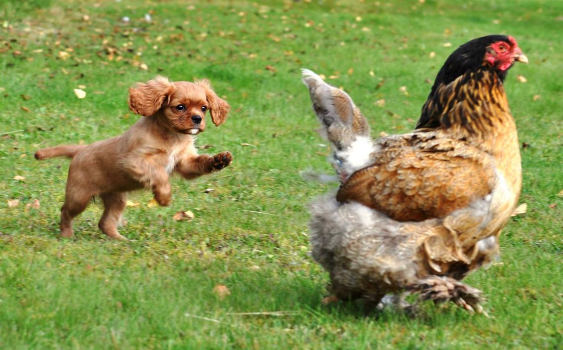 Förhandsvisning av bild