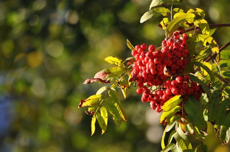 Förhandsvisning av bild